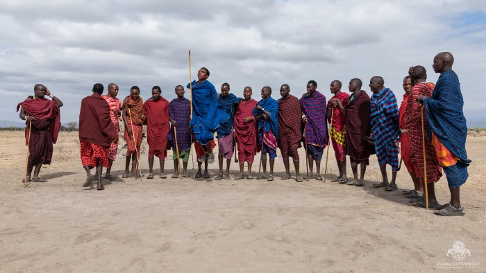 Maasai man leaps high in the adumu jumping dance, men lined behind