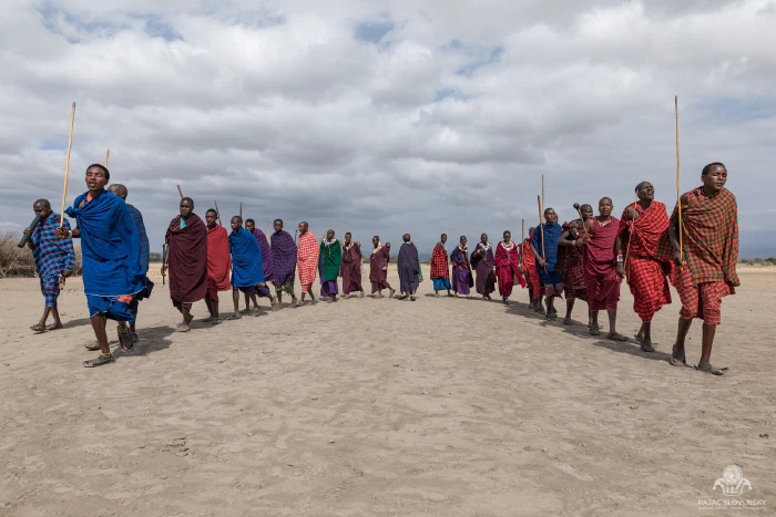Long curved line of Maasai villagers with staffs on open ground