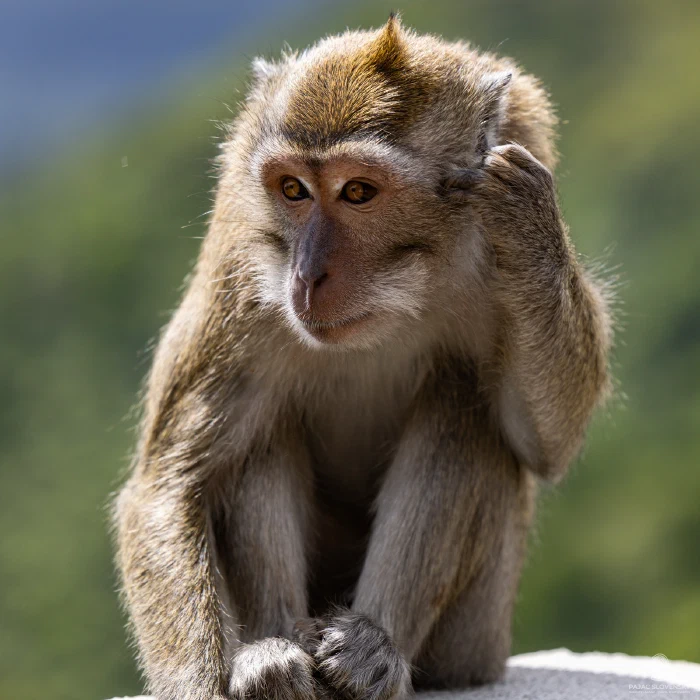 Portrait of a long-tailed macaque scratching its head