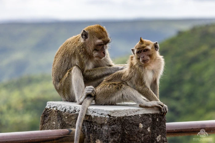 Two long-tailed macaques grooming on a post at the gorges viewpoint