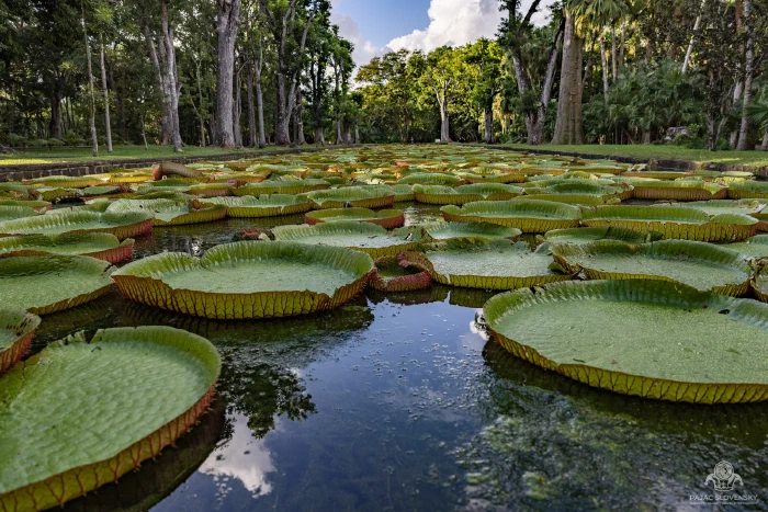 Giant water lily pads covering the pond at Pamplemousses botanical garden