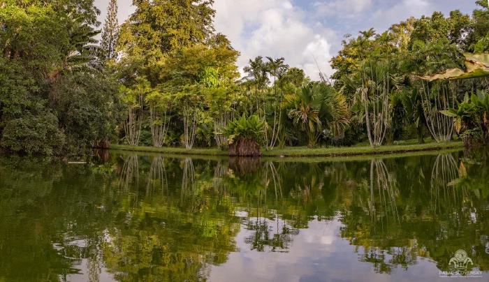 Palms reflected in a still pond at Pamplemousses botanical garden