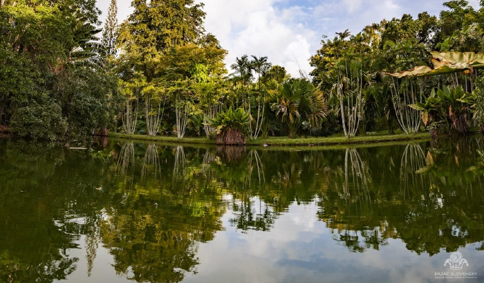 Mirror-still pond panorama in the Pamplemousses botanical garden
