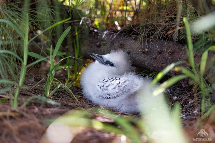 Downy tropicbird chick sheltering in grass beneath the casuarinas