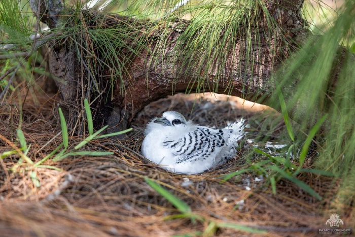 White-tailed tropicbird chick on its ground nest of casuarina needles