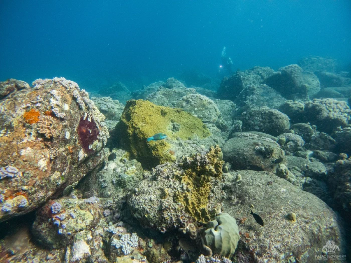 Boulder reef terrain encrusted with corals and sponges