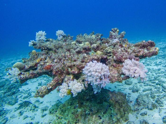 Coral bommie topped with pink soft corals on a sand flat