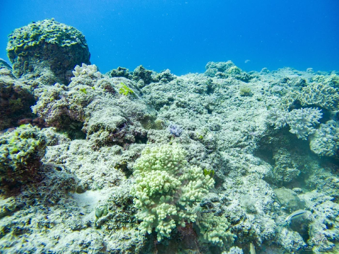 Coral garden on the reef crest with green and cream coral heads