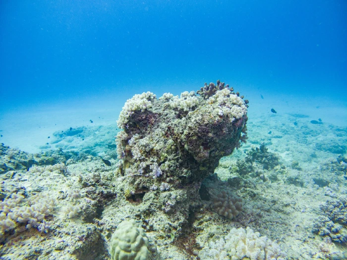 Rounded coral heads scattered down the reef into blue water