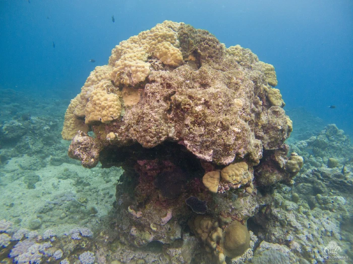 Coral tower rising from the sand flat in open blue water