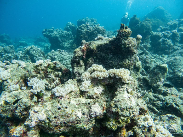 Diver hovering above a rocky coral reef formation