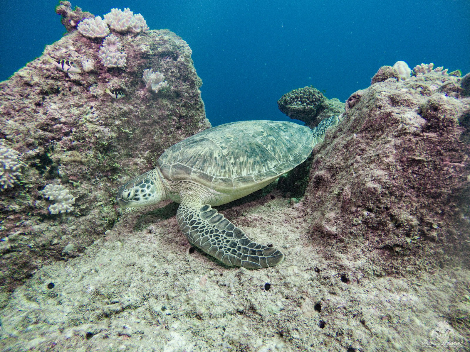Green turtle wedged against a coral ledge, flippers spread