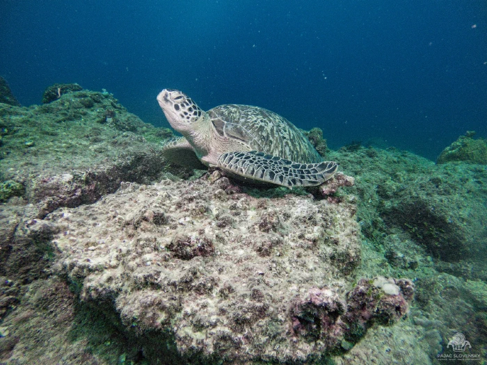 Green sea turtle resting on a coral rock shelf in blue water