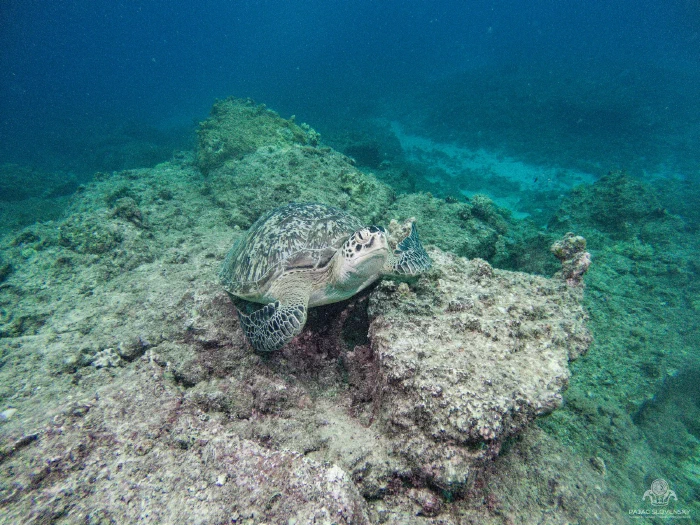 Green turtle tucked in among the reef boulders