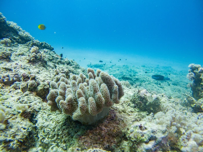 Leather coral crowning a reef boulder, butterflyfish above