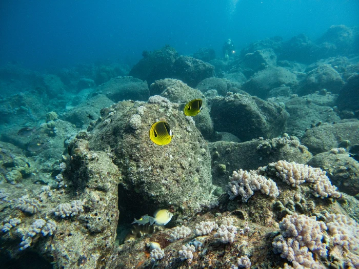Pair of raccoon butterflyfish over an encrusted reef boulder