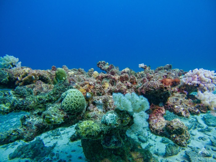 Reef outcrop crowded with hard corals and sponges