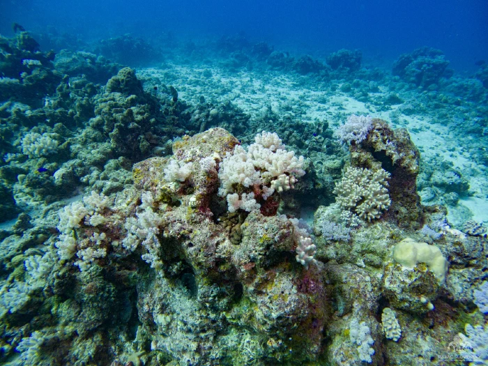 Coral thicket along a shallow reef ridge