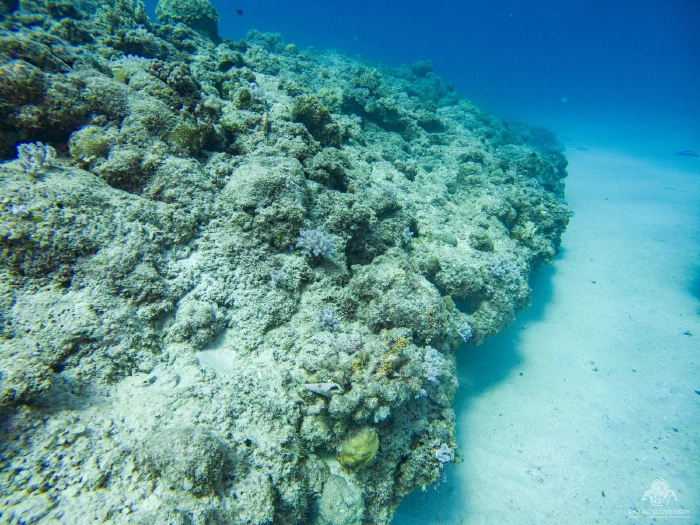 Reef slope dropping to a pale sandy channel