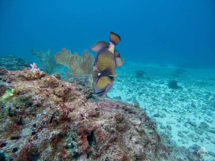 Titan triggerfish head-down, feeding on a coral outcrop