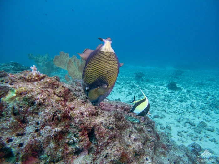 Titan triggerfish feeding on the reef with a moorish idol alongside