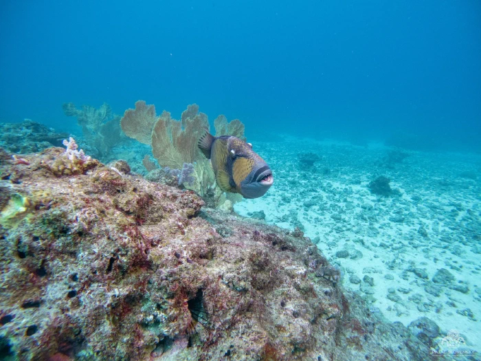 Titan triggerfish turning over a coral head above the sand
