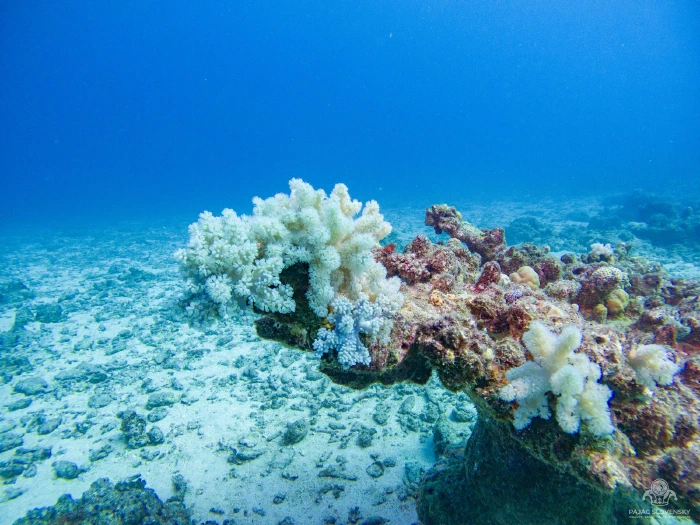 White soft corals flowering on an isolated reef outcrop