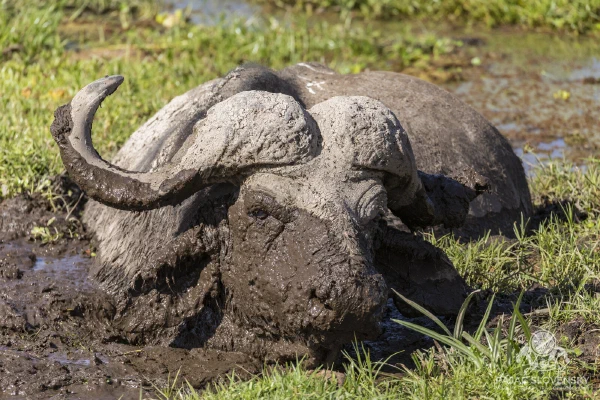 Mud Bath — fine art print