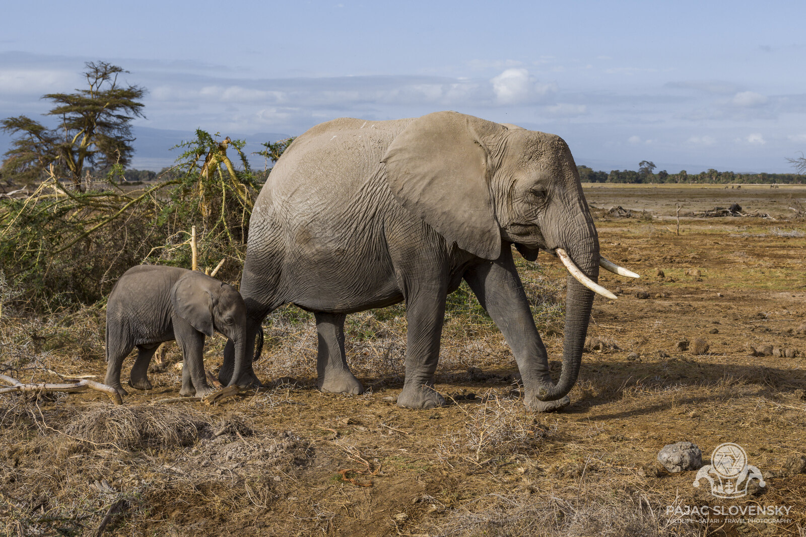 Mother and Calf