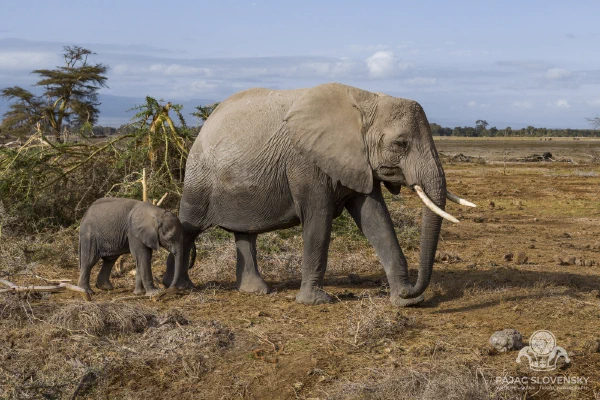 Mother and Calf — fine art print