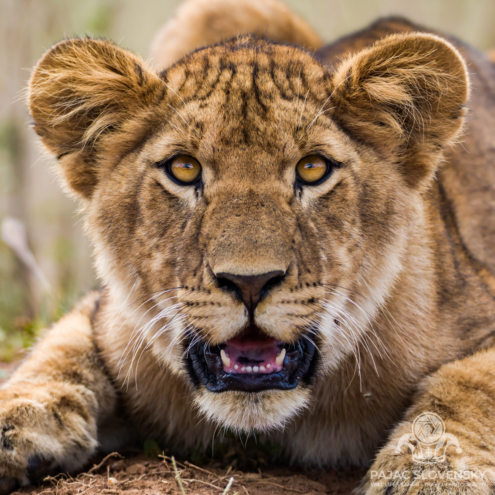 Lion Cub