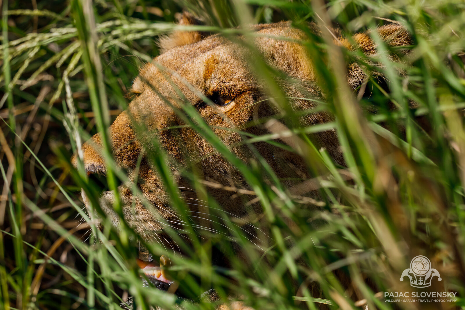 Lioness in the Grass