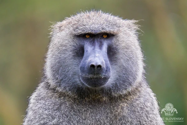 Olive Baboon Portrait — fine art print