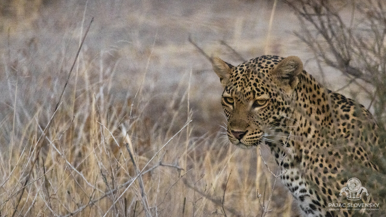 Leopard at First Light