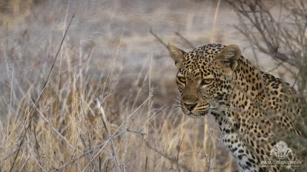Leopard at First Light — fine art print
