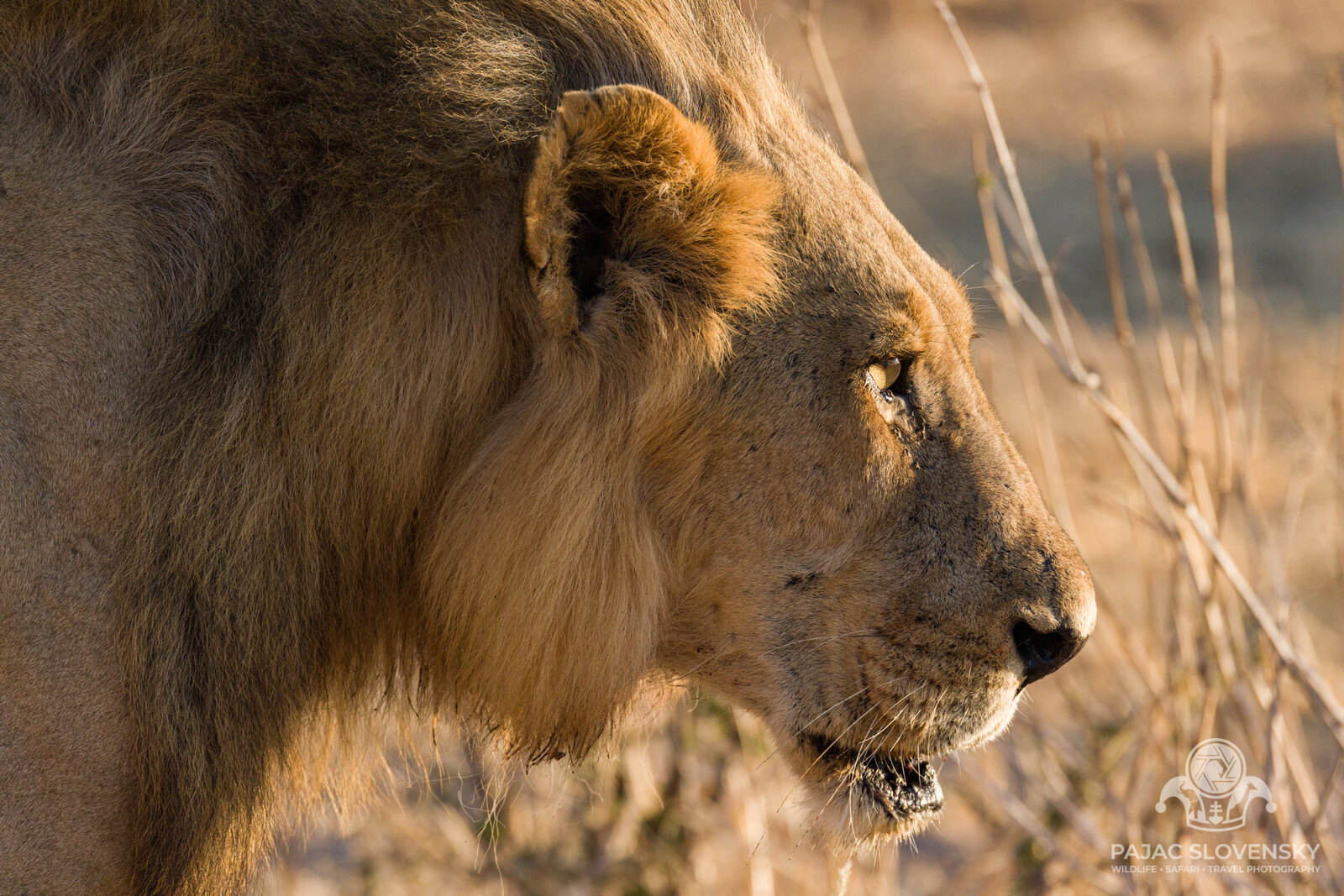 Lion in Morning Light