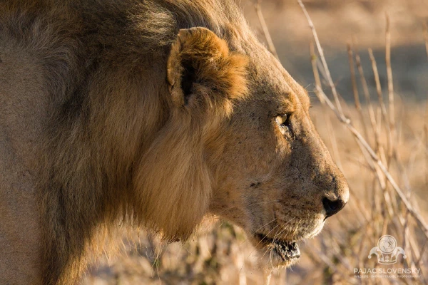 Lion in Morning Light — fine art print