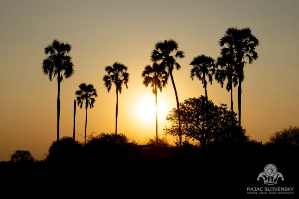 Ilala Palms at Sunset — fine art print