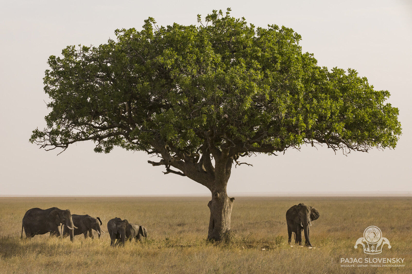 Beneath the Lone Tree