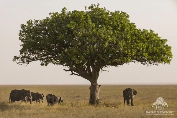Beneath the Lone Tree — fine art print