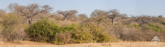 Dry-season bushland panorama with baobabs scattered along a scrubby ridge