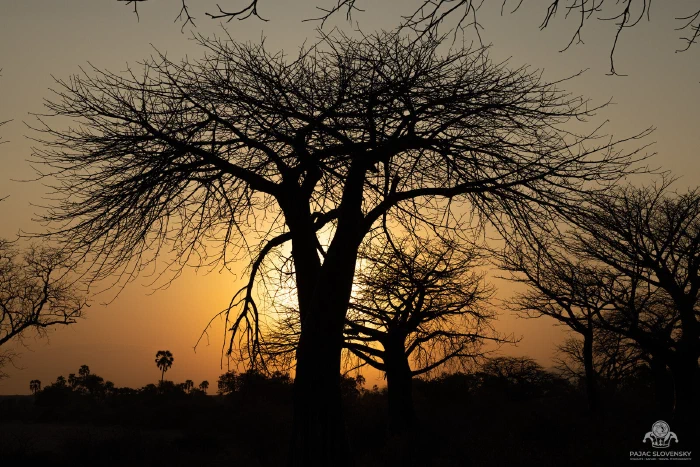 Baobab crown in silhouette at golden dusk, sun hidden behind its trunk