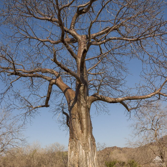 Leafless baobab crown viewed from below against a dry-season sky