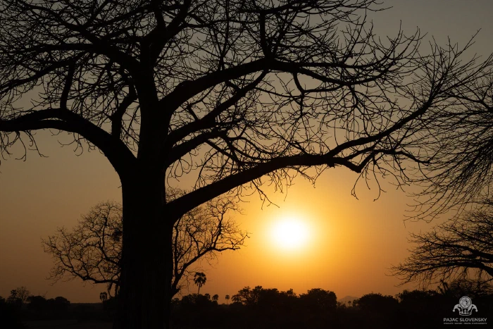 Bare baobab silhouetted against a glowing orange sunset over the savanna