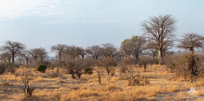 Leafless baobab trees scattered across dry golden savanna woodland