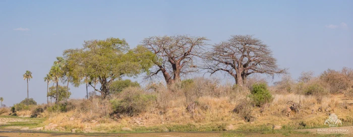 Baobabs and wild palms above a sandy riverbank in dry season