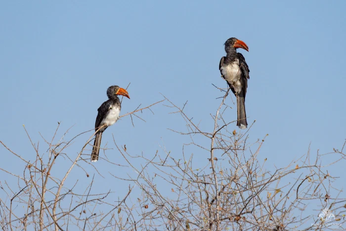 Pair of crowned hornbills perched on bare branches against blue sky