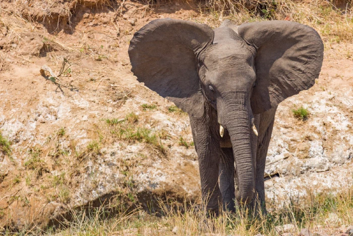 Young elephant with ears spread wide before an eroded red riverbank