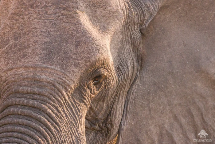 Close-up of an African elephant's eye and weathered, dusty skin