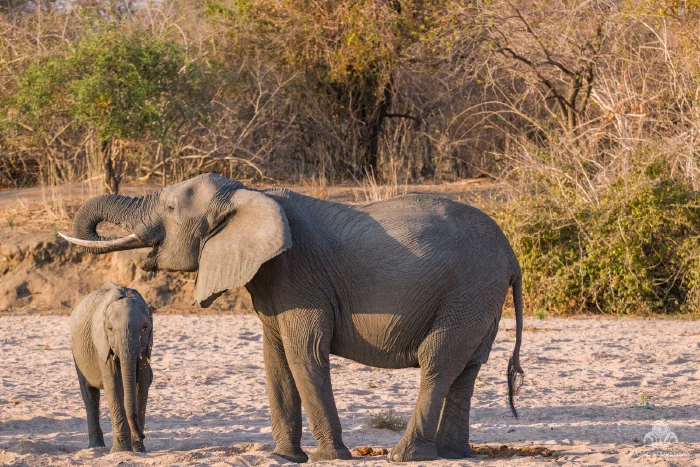 Elephant mother and calf on dry sandy riverbed in golden evening light
